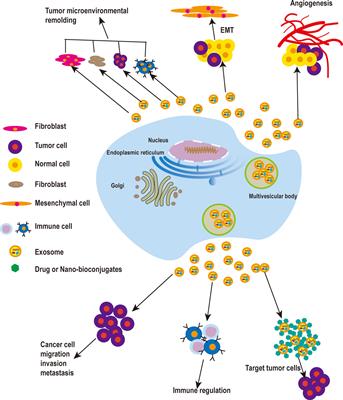 Exosomes and Their Role in Cancer Progression